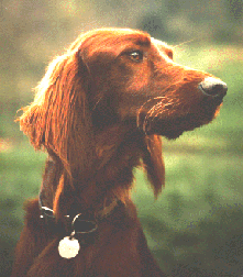 copper1.gif