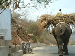 elephant_jaipur.jpg